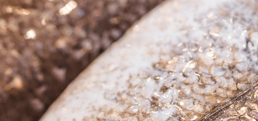 Aplicaciones para pescado congelado