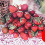 Industria hortofruticola