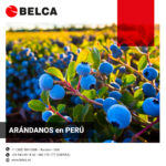 Envasado de arándano en PERU
