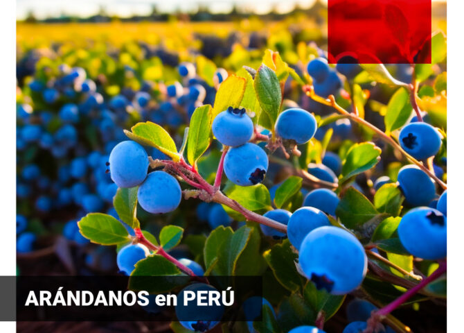 Envasado de arándano en PERU