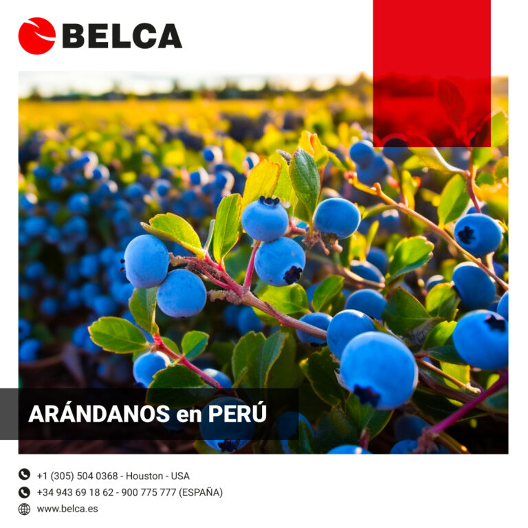 Envasado de arándano en PERU