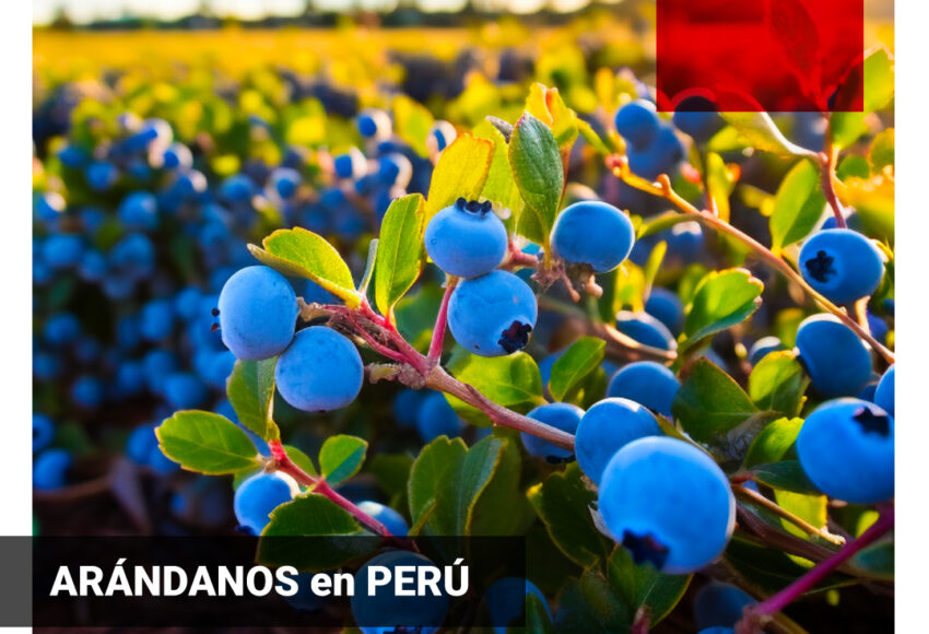 Envasado de arándano en PERU