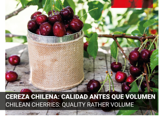 Campaña de cerezas en Chile. Calidad antes que volumen.