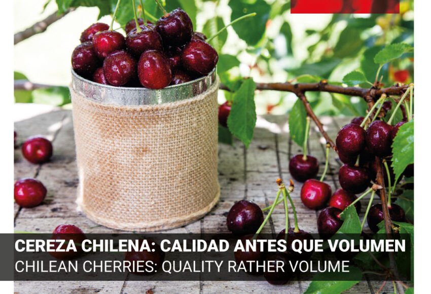 Campaña de cerezas en Chile. Calidad antes que volumen.